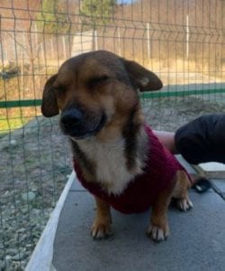 Jessie a small tan coloured Romanian rescue dog 6 ¦ 1 Dog at a Time Rescue UK