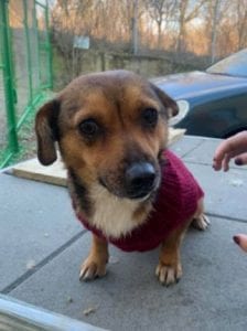 Jessie a small tan coloured Romanian rescue dog 8 ¦ 1 Dog at a Time Rescue UK