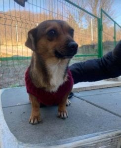 Jessie a small tan coloured Romanian rescue dog 9 ¦ 1 Dog at a Time Rescue UK