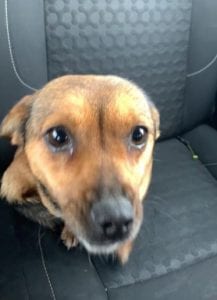 Jessie a small tan coloured Romanian rescue dog ¦ 1 Dog at a Time Rescue UK