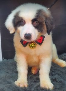 Lena Romanian rescue puppy ¦ 1 Dog at a Time Rescue UK