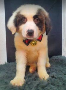 Lena Romanian rescue puppy ¦ 1 Dog at a Time Rescue UK