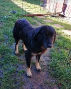 Luie a large black and tan Romanian rescue dog 1 ¦ 1 Dog at a Time Rescue UK