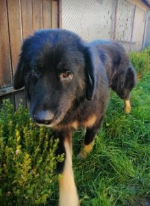 Luie a large black and tan Romanian rescue dog 2 ¦ 1 Dog at a Time Rescue UK