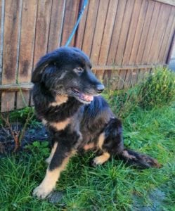 Luie a large black and tan Romanian rescue dog 3 ¦ 1 Dog at a Time Rescue UK