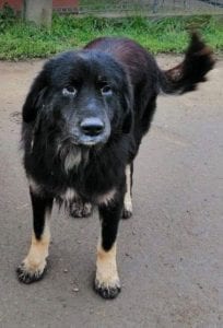 Luie a large black and tan Romanian rescue dog 4 ¦ 1 Dog at a Time Rescue UK