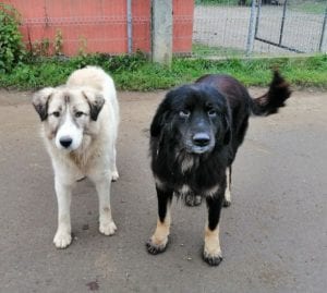 Luie a large black and tan Romanian rescue dog 5 ¦ 1 Dog at a Time Rescue UK