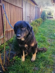 Luie a large black and tan Romanian rescue dog 6 ¦ 1 Dog at a Time Rescue UK