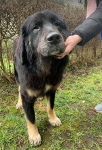 Luie a large black and tan Romanian rescue dog profile picture ¦ 1 Dog at a Time Rescue UK