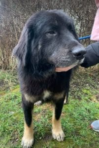 Luie a large black and tan Romanian rescue dog profile picture¦ 1 Dog at a Time Rescue UK