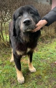 Luie a large black and tan Romanian rescue dog profile picture ¦ 1 Dog at a Time Rescue UK