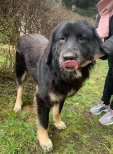 Luie a large black and tan Romanian rescue dog profile picture ¦ 1 Dog at a Time Rescue UK