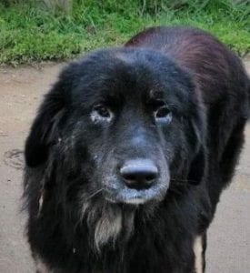 Luie a large black and tan Romanian rescue dog profile picture ¦ 1 Dog at a Time Rescue UK