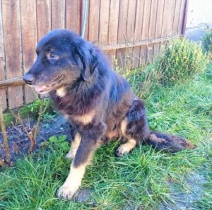 Luie a large black and tan Romanian rescue dog ¦ 1 Dog at a Time Rescue UK
