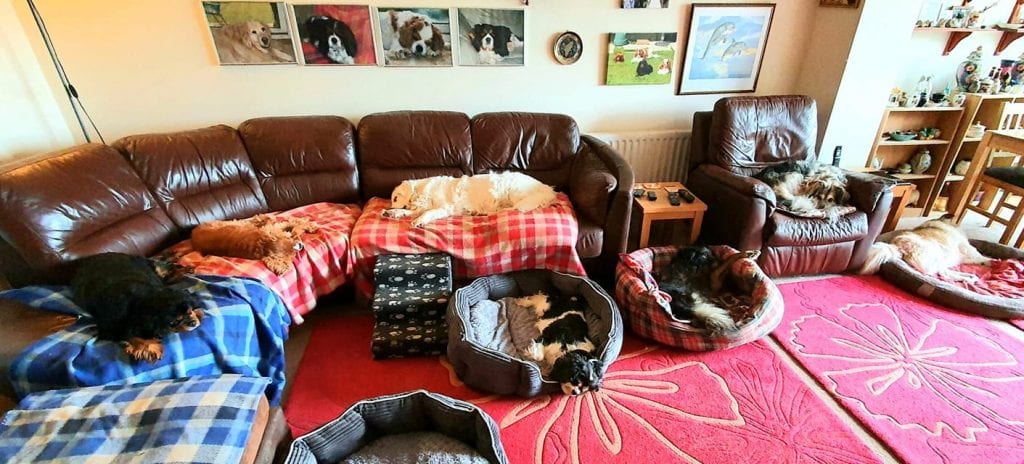 Multiple dogs asleep in a living room | 1 Dog At a Time Rescue UK