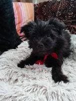 Nera now Faith Faith a small black Romanian Rescue Dog ¦ 1 Dog at a Time Rescue UK