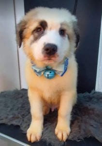 Noah Romania rescue puppy ¦ 1 Dog at a Time Rescue UK