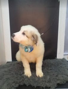 Noah Romania rescue puppy ¦ 1 Dog at a Time Rescue UK