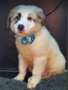 Noah Romania rescue puppy ¦ 1 Dog at a Time Rescue UK