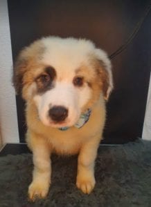Noah Romania rescue puppy ¦ 1 Dog at a Time Rescue UK