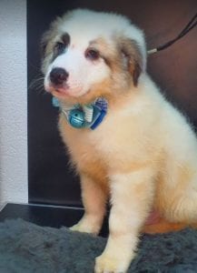 Noah Romania rescue puppy ¦ 1 Dog at a Time Rescue UK