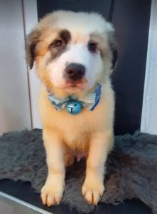 Noah Romania rescue puppy ¦ 1 Dog at a Time Rescue UK