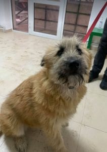 Willow faun coloured Romanian rescue dog ¦ 1 Dog at a Time Rescue UK