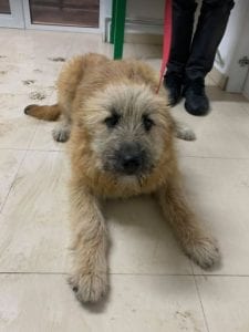 Willow faun coloured Romanian rescue dog ¦ 1 Dog at a Time Rescue UK