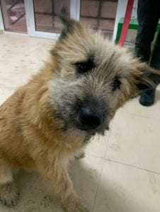 Willow faun coloured Romanian rescue dog ¦ 1 Dog at a Time Rescue UK