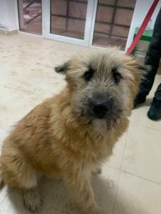 Willow faun coloured Romanian rescue dog 5 ¦ 1 Dog at a Time Rescue UK