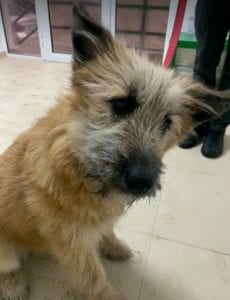 Willow faun coloured Romanian rescue dog ¦ 1 Dog at a Time Rescue UK