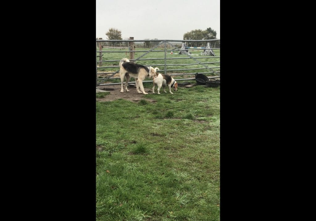 Zeus a Romanian rescue dog playing with a beagle | 1 Dog At a Time Rescue UK