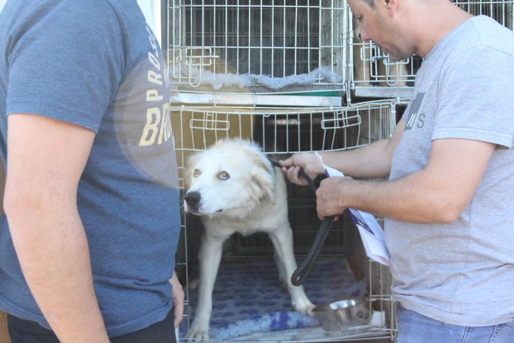 Zeus a Romanian rescue dog on the transport | 1 Dog At a Time Rescue UK | Dedicated To Rescuing and Rehoming Romanian Street Dogs