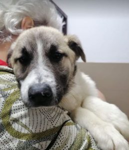 Anton a brindle Romanian rescue dog | 1 Dog at a Time Rescue UK