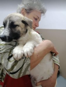 Anton a brindle Romanian rescue dog | 1 Dog at a Time Rescue UK