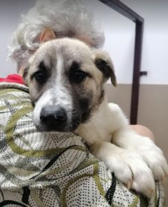 Anton a brindle Romanian rescue dog | 1 Dog at a Time Rescue UK