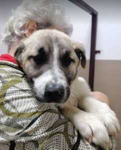 Anton a brindle Romanian rescue dog | 1 Dog at a Time Rescue UK