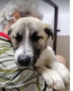 Anton a brindle Romanian rescue dog | 1 Dog at a Time Rescue UK