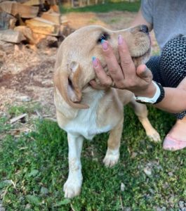 Barney a cream romanian rescue dog | 1 dog at a time rescue uk