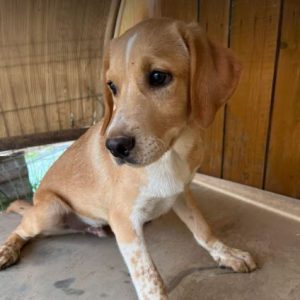 Barney a cream romanian rescue dog | 1 dog at a time rescue uk