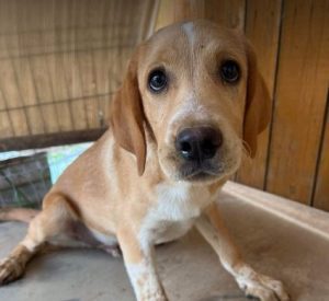 Barney a cream romanian rescue dog | 1 dog at a time rescue uk