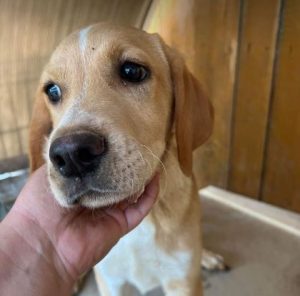 Barney a cream romanian rescue dog | 1 dog at a time rescue uk