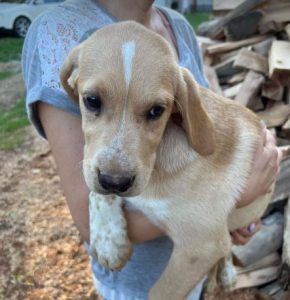 Barney a cream romanian rescue dog | 1 dog at a time rescue uk