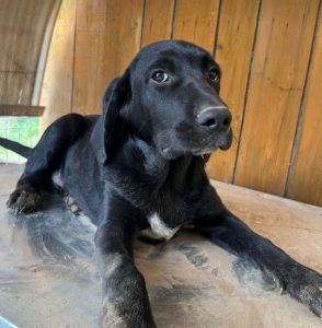Benni a black romanian rescue dog | 1 dog at a time rescue uk