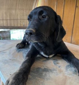 Benni a black romanian rescue dog | 1 dog at a time rescue uk