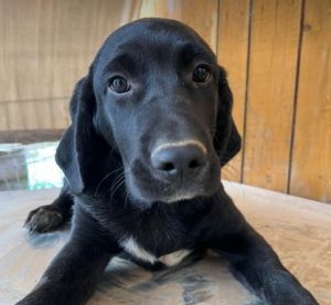 Benni a black romanian rescue dog | 1 dog at a time rescue uk