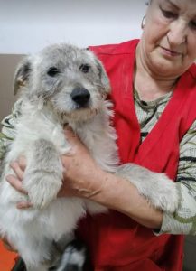 Bessie a brindle Romanian rescue dog | 1 Dog at a Time Rescue UK