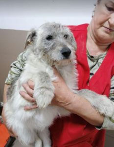 Bessie a brindle Romanian rescue dog | 1 Dog at a Time Rescue UK