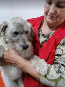 Bessie a brindle Romanian rescue dog | 1 Dog at a Time Rescue UK