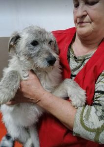 Bessie a brindle Romanian rescue dog | 1 Dog at a Time Rescue UK